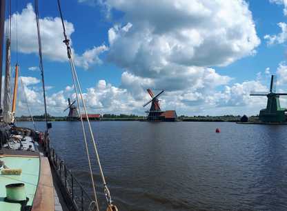 Lotus op de Zaanse schans.jpeg