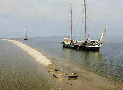 zeehonden TS met drone Grote Jager.jpg