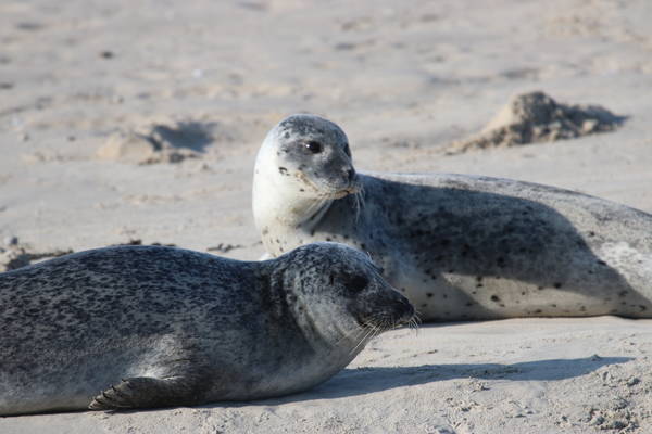 slow travel seehunde watt