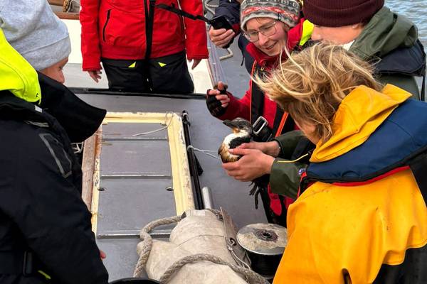 Zeilblog - De Slag in de Rondte 2025: De Welvaart trotseert wind en redt een onverwachte passagier